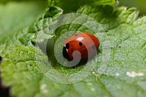 Closeup on the colorful seven-spot ladybird, Coccinella septempunctata on a green leaf in the garden