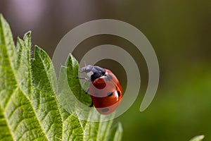 Closeup on the colorful seven-spot ladybird, Coccinella septempunctata on a green leaf in the garden