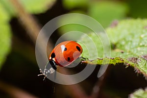 Closeup on the colorful seven-spot ladybird, Coccinella septempunctata on a green leaf in the garden