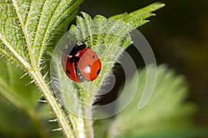 Closeup on the colorful seven-spot ladybird, Coccinella septempunctata on a green leaf in the garden