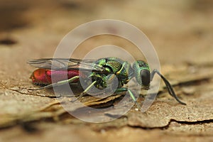 Closeup on the colorful , small gold or the ruby-tailed wasp, Chrysis ignita, sitting on wood