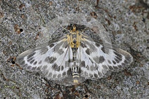 Closeup on the colorful small magpie moth, Anania hortulata sitting on wood with spread wings