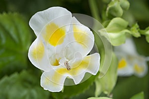 Closeup with colorful torenia fournieri lind