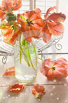 Closeup of colorful tulips near window