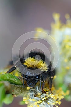 Closeup on a colorful but wed queen Early Nesting Bumble-bee, Bombus pratorum hanging onto a Salix twig