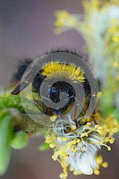 Closeup on a colorful but wed queen Early Nesting Bumble-bee, Bombus pratorum hanging onto a Salix twig