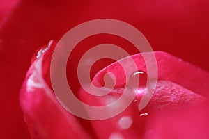 Closeup of a colorful wonderful red rose with waterdrop