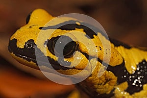 Closeup on a colorful yellow male Spanish Iberian fire salamander, Salamandra bernardezi photo