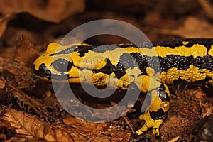 Closeup on a colorful yellow male Spanish Iberian fire salamander, Salamandra bernardezi photo