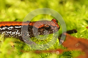 Closeup of a colorfull juvenile Dell Norte`s salamander, Plethodon elongatus in South Oregon