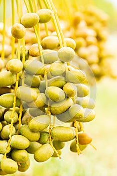 Closeup of colourful dates clusters