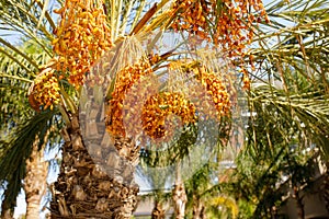 Closeup of colourful dates clusters