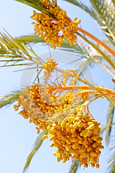 Closeup of colourful dates clusters