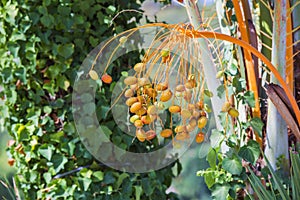 Closeup of colourful dates clusters. Branch of date palms