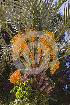 Closeup of colourful dates clusters. Branch of date palms