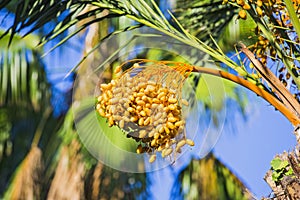 Closeup of colourful dates clusters. Branches of date palms under blue sky