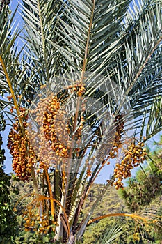 Closeup of colourful dates clusters. Branches of date palms under blue sky