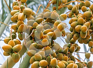 Closeup of colourful dates clusters