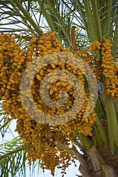 Closeup of colourful dates clusters, date palm fruits