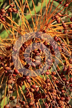 Closeup of colourful dates clusters