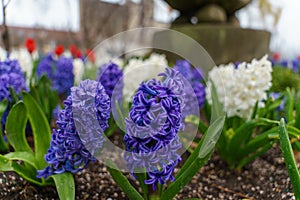 Closeup of colourful hyacinths with waterdrops on them in a garden under the sunlight