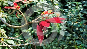 Closeup colourful leaves of Euphorbia pulcherrima also known as Poinsettia or Christmas flower