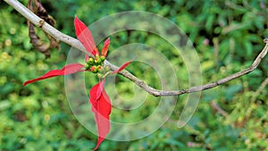 Closeup colourful leaves of Euphorbia pulcherrima also known as Poinsettia or Christmas flower