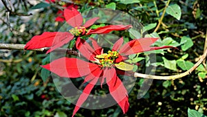 Closeup colourful leaves of Euphorbia pulcherrima also known as Poinsettia or Christmas flower