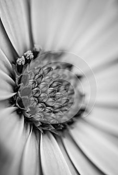Closeup of colourful osteospermum flower or cape daisy, black and white.