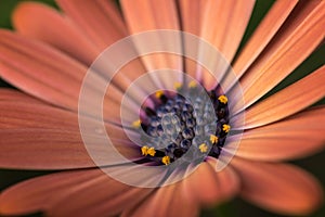 Closeup of colourful osteospermum flower or cape daisy