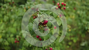 Closeup of colourful red pink wild raspberries on a green bush branch hanging in the summer daytime in Estonia Estonian