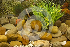 Closeup of colourfully fish in aquarium