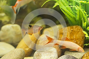 Closeup of colourfully fish in aquarium