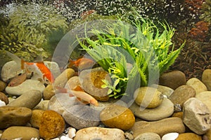 Closeup of colourfully fish in aquarium photo