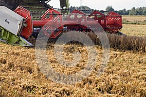 Closeup combine harvest wheat agriculture field