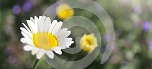 A Closeup on a Comet White Marguerite Daisy, Argyranthemum, with Purple Catmint Flowers in the Garden in the background