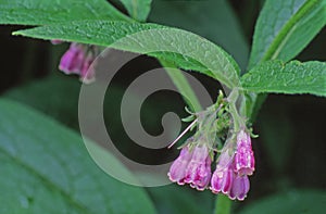 Closeup of the Comfrey plant \'s bloom clusters