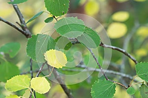 Common aspen, Populus tremula leafs on twig in autumn photo