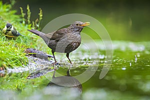 Closeup of a Common Blackbird female, Turdus merula washing, preening, drinking and cleaning in water
