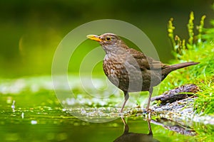 Closeup of a Common Blackbird female, Turdus merula washing, preening, drinking and cleaning in water