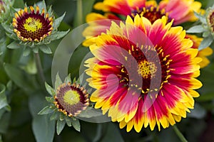 Closeup of a Common Blanketflower