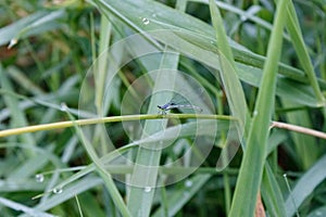 common blue tailed damselfly