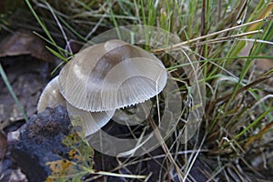 Closeup on a common bonnet or rosy-gill fairy helmet mushroom, Mycena galericulata on the forest floor