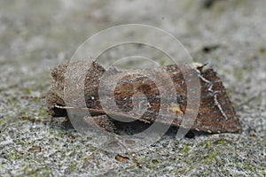 Closeup on the common Bright-line, Brown-eye owlet moth, Lacanobia oleracea sitting on wood