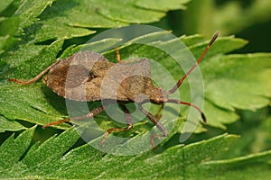 Closeup on the common brown Dock bug, Coreus marginatus