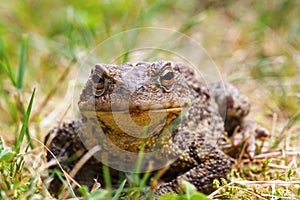 Closeup of common brown toad in the grass