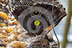 A Common Buckeye butterfly feeding photo