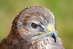 Closeup of a common buzzard