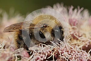 Closeup on the common carder bee, Bombus pascuorum on Eupatorium