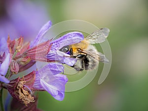 Común miel de abeja alimentación sobre el flores de común sabio 